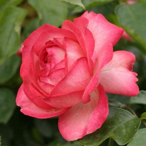 Vendita, rose rose climber - bianco-rosso - Rosa Antike 89™ - rosa intensamente profumata - W. Kordes & Sons - È un bellissimo scalatore con la forma del fiore tipico delle rose antiche.